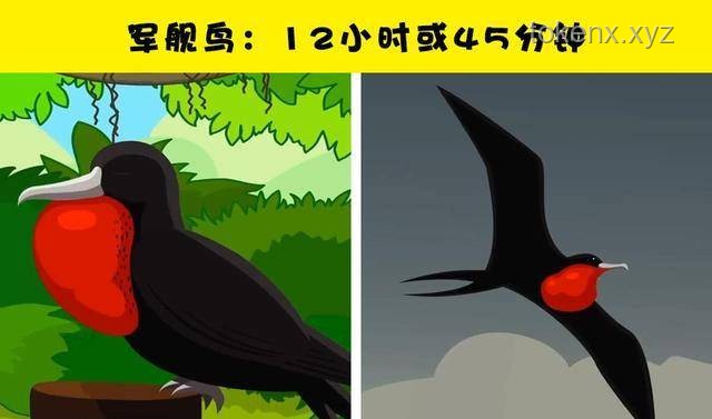 動物睡眠與自保能力:自然演化的奧秘 動物睡眠與自保能力:自然演化的奧秘