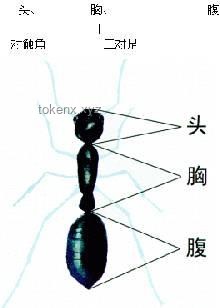動物睡眠與自保能力:自然演化的奧秘 動物睡眠與自保能力:自然演化的奧秘