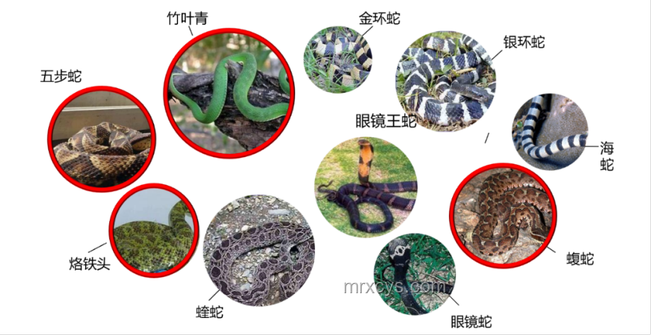 毒蛇咬傷案例對比:凝血功能崩潰的警示 毒蛇咬傷案例對比:凝血功能崩潰的警示
