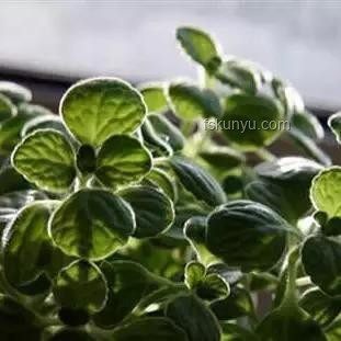 植物大戰(zhàn)僵尸融合版:理智與狂歡的周年慶前瞻 植物大戰(zhàn)僵尸融合版:理智與狂歡的周年慶前瞻