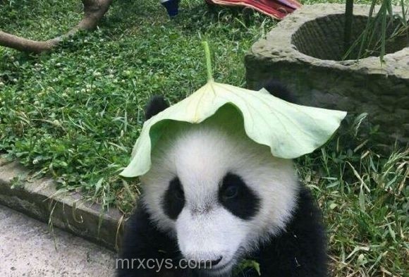 打造我的清涼家,夏日避暑小妙招???? 打造我的清涼家,夏日避暑小妙招????