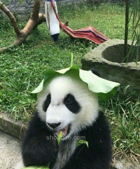 打造我的清涼家,夏日避暑小妙招???? 打造我的清涼家,夏日避暑小妙招????