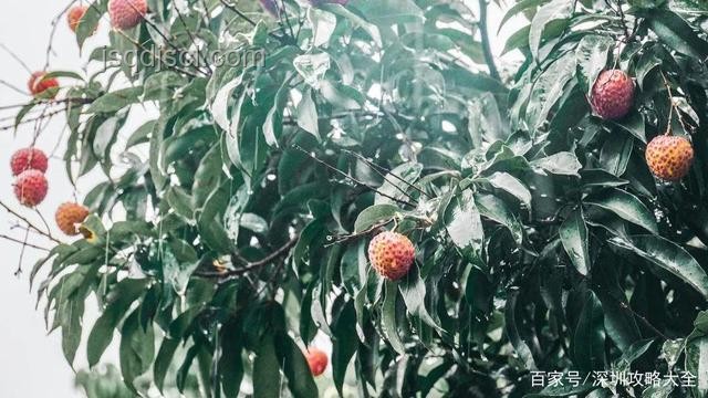 荔枝樹奇遇記:AI與真實的跨界“誤會”,激發(fā)創(chuàng)新辨識力 荔枝樹奇遇記:AI與真實的跨界“誤會”,激發(fā)創(chuàng)新辨識力