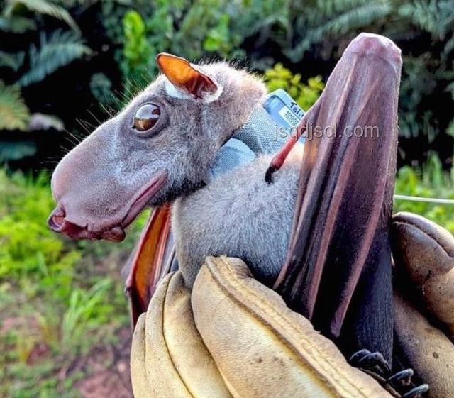 動(dòng)物離奇死亡鑒定揭秘36例 動(dòng)物離奇死亡鑒定揭秘36例