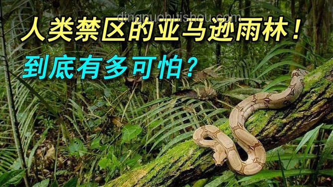 亞馬遜生態(tài)奇談：膽小森蚺與隱秘殺手，辨識新法大揭秘