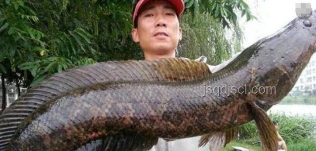 大名鼎鼎森蚺膽小?小魚才是真殺手?亞馬遜生存指南 大名鼎鼎森蚺膽小?小魚才是真殺手?亞馬遜生存指南