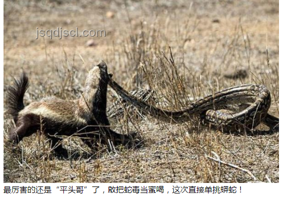 大名鼎鼎森蚺膽小?小魚才是真殺手?亞馬遜生存指南 大名鼎鼎森蚺膽小?小魚才是真殺手?亞馬遜生存指南