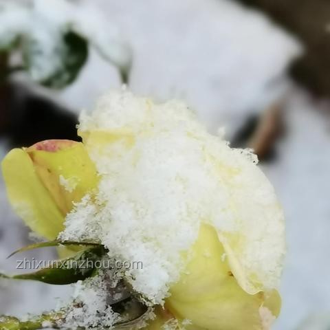 朝雪錄提檔7月13日觀看指南:快速上手與深度解析 朝雪錄提檔7月13日觀看指南:快速上手與深度解析